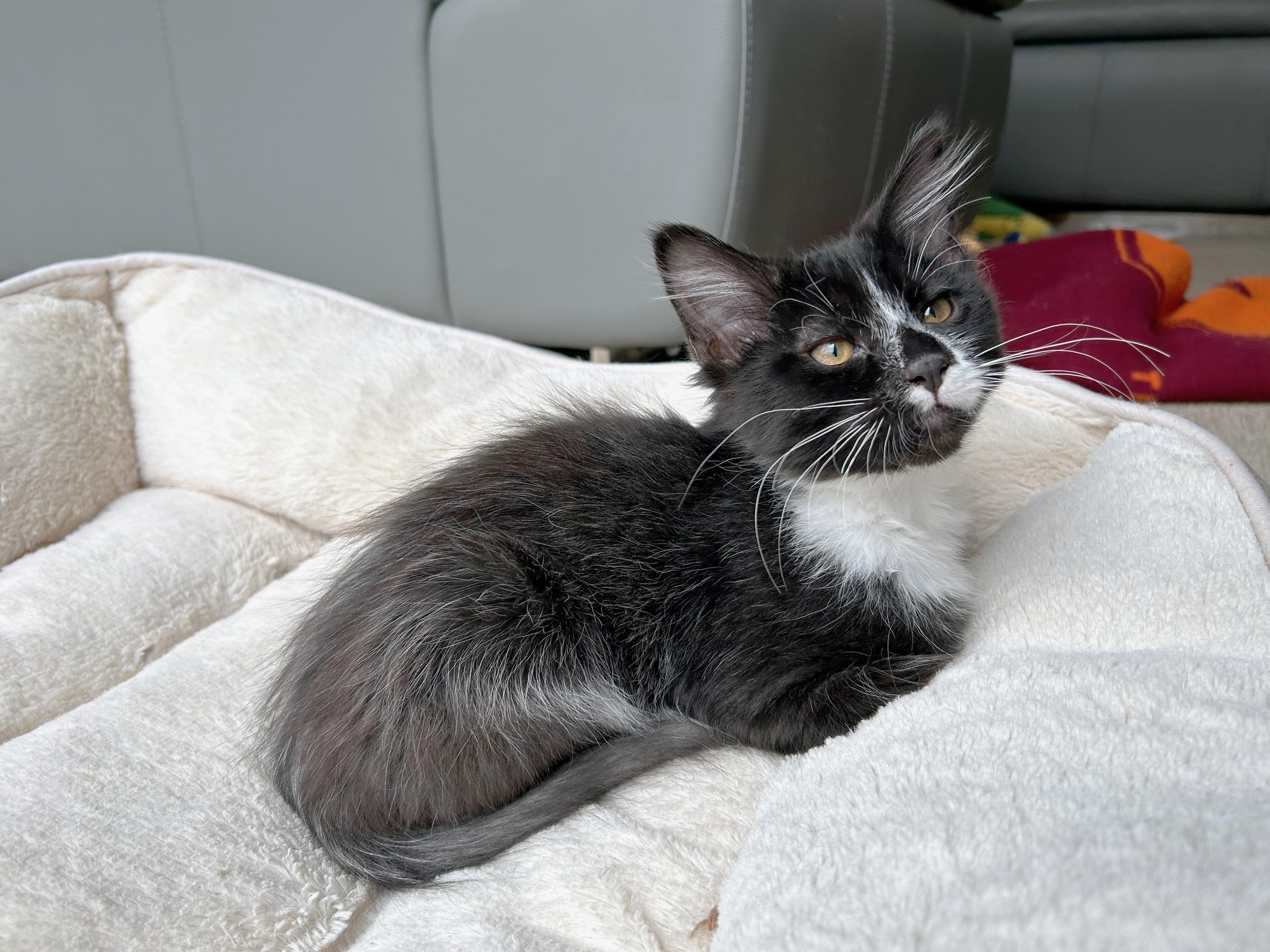 Cheeseball (brothers are Butterball, Meatball & Gumball), Adoptable, Kitten Male Domestic Long Hair.