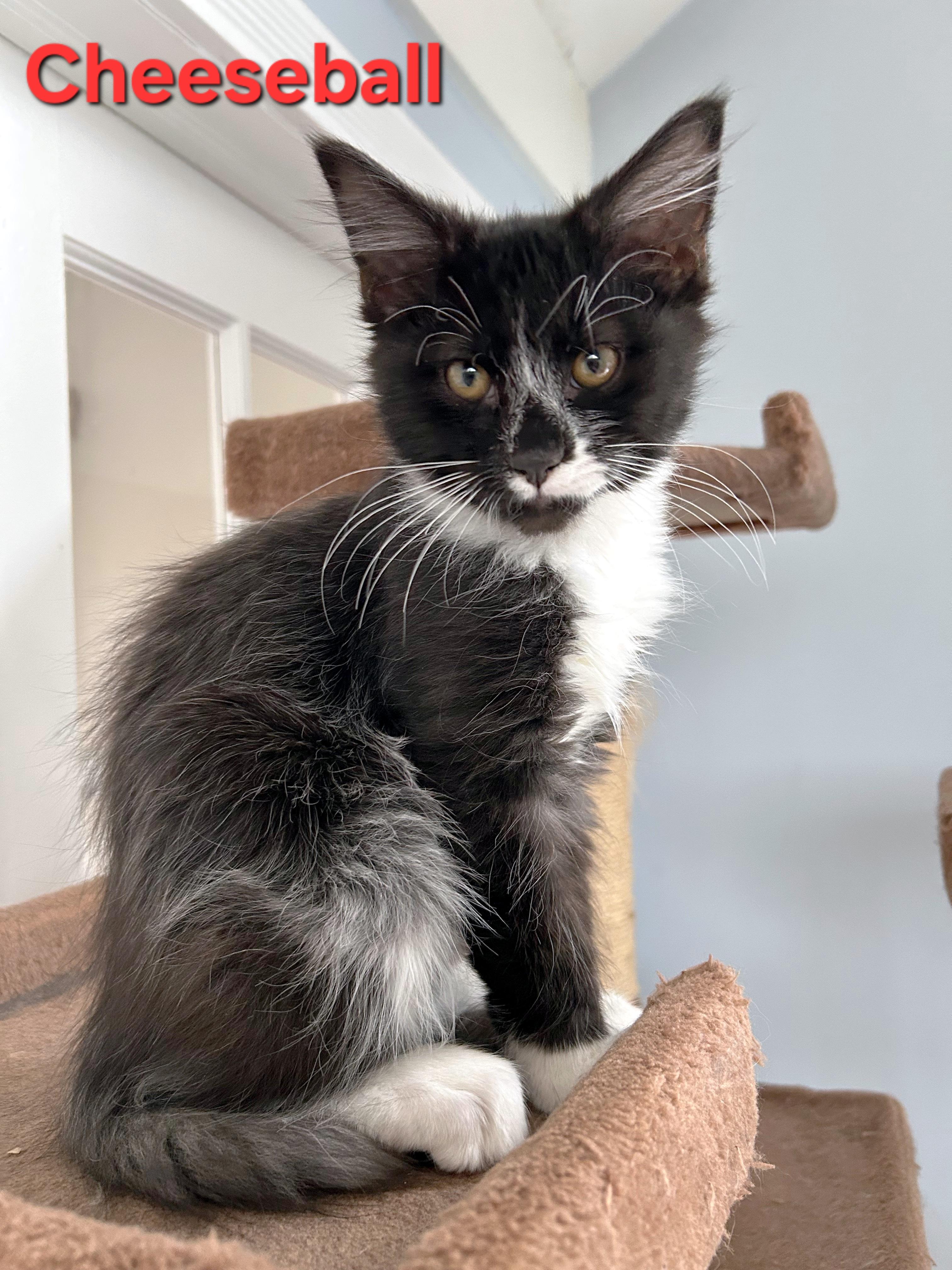 Enlarge Cheeseball (brothers are Butterball, Meatball & Gumball), an adopted Domestic Long Hair in Brighton, MI image 2/3