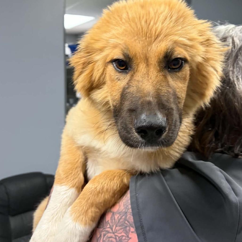 Enlarge Ayeleen, a Adoptable mixed breed in Marion, VA image 1/1
