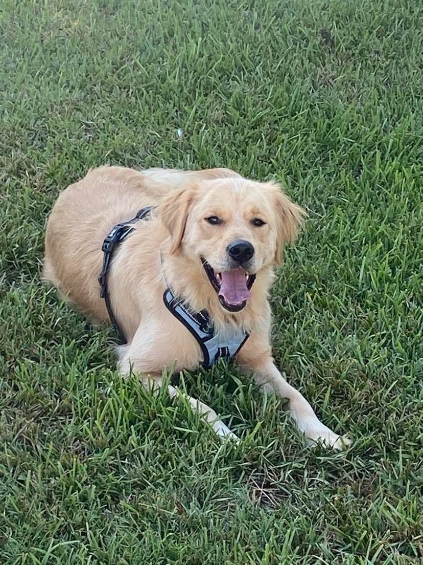 Enlarge CODY, a Adoptable Golden Retriever in Poulsbo, WA image 3/6