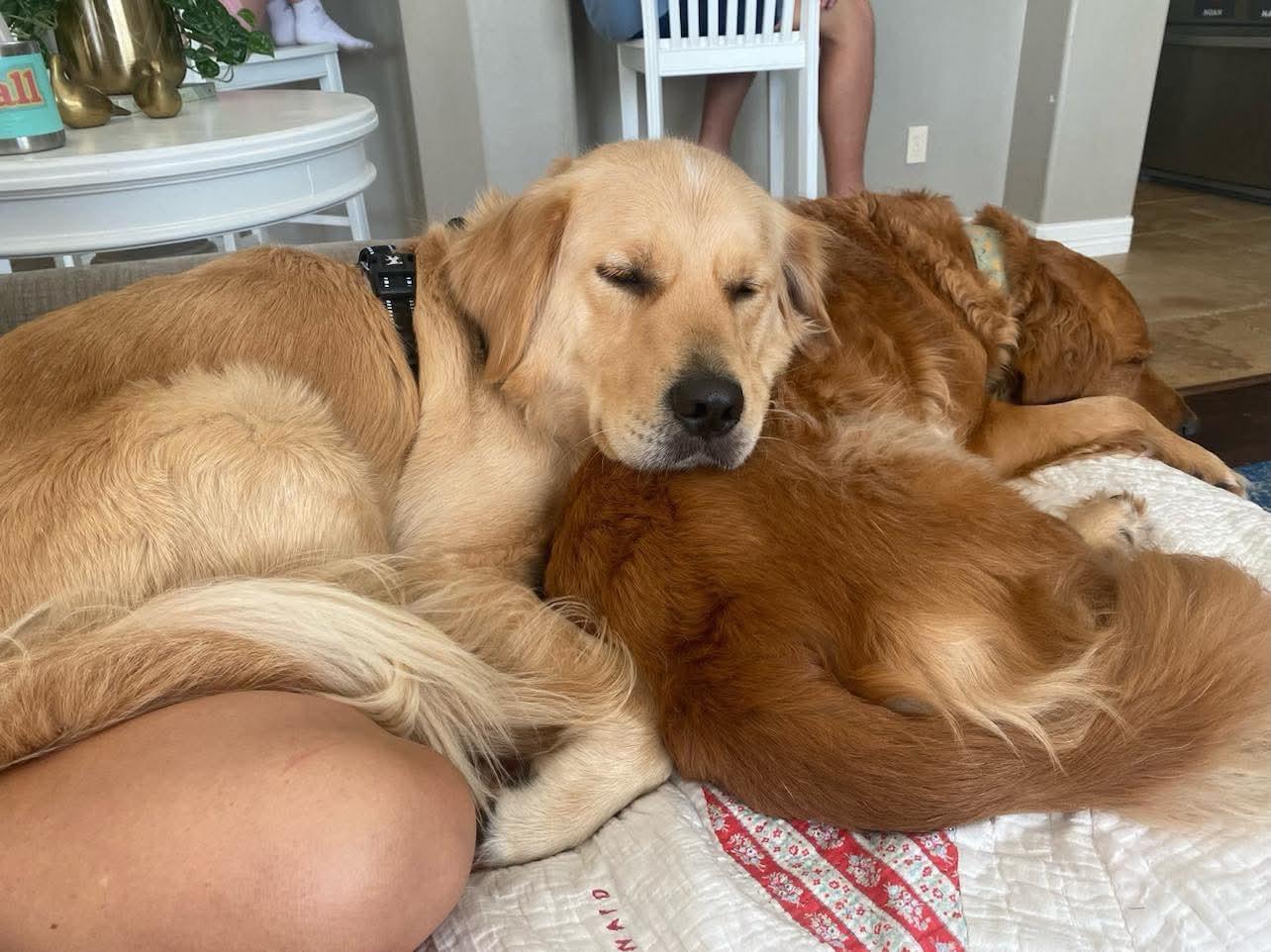 Enlarge CODY, a Adoptable Golden Retriever in Poulsbo, WA image 2/6