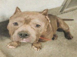 Prime, Adoptable, Young Male Pit Bull Terrier.