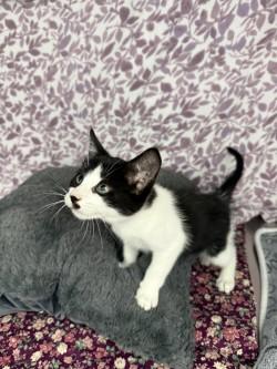 Zuri*, Adoptable, Kitten Female American Shorthair.