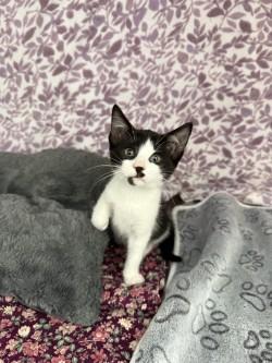 Enlarge Zuri*, a Adoptable American Shorthair in Standish, MI image 2/6