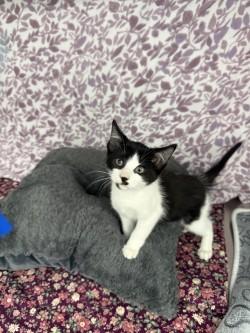 Enlarge Zuri*, a Adoptable American Shorthair in Standish, MI image 3/6