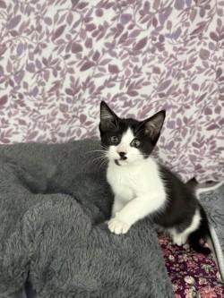 Enlarge Zuri*, a Adoptable American Shorthair in Standish, MI image 5/6