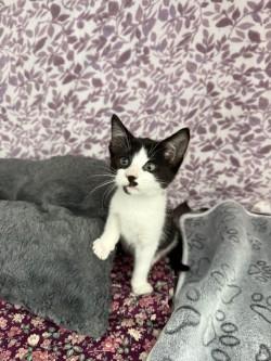 Enlarge Zuri*, a Adoptable American Shorthair in Standish, MI image 6/6