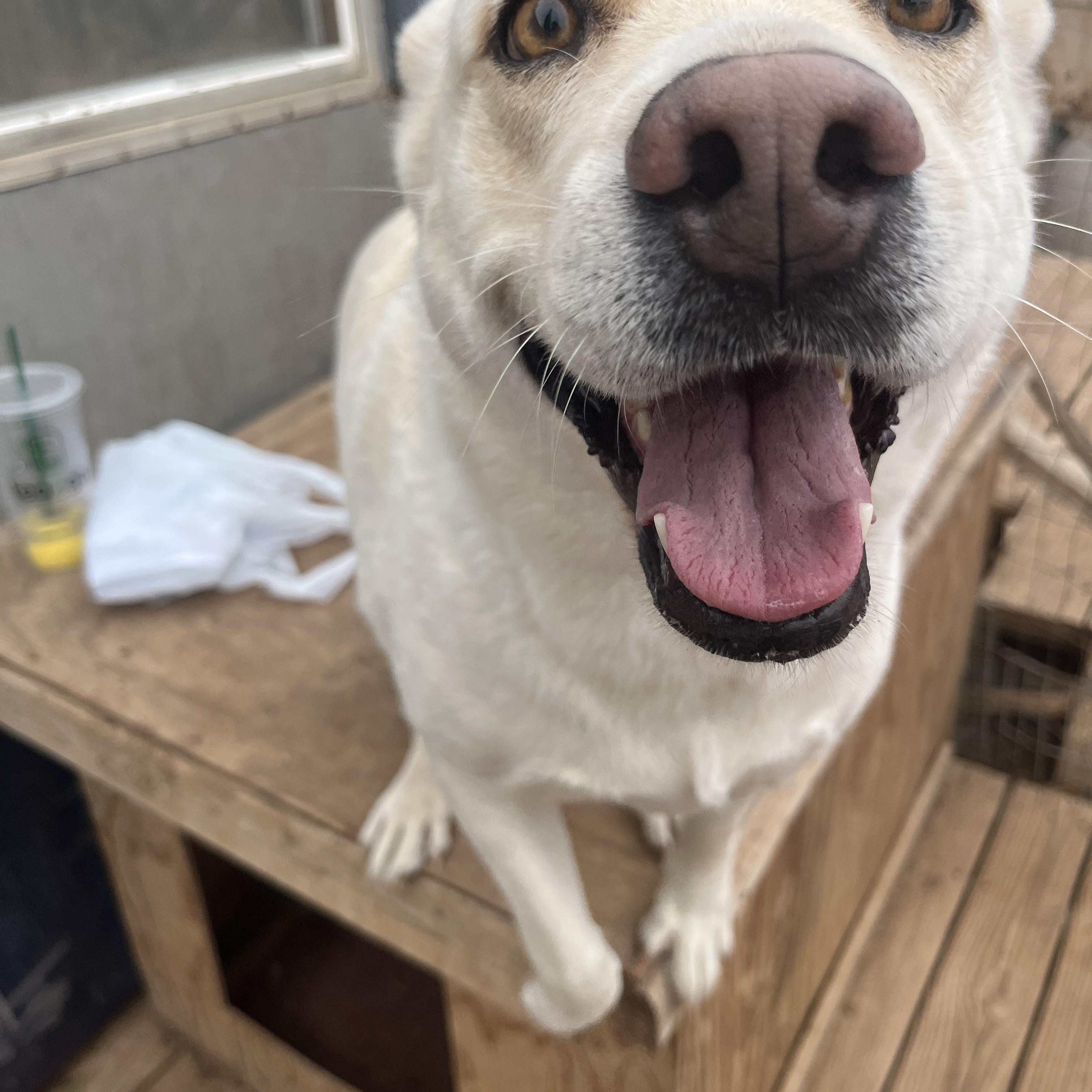 Bianca, a Adoptable German Shepherd Dog in Levelland, TX image 2/5