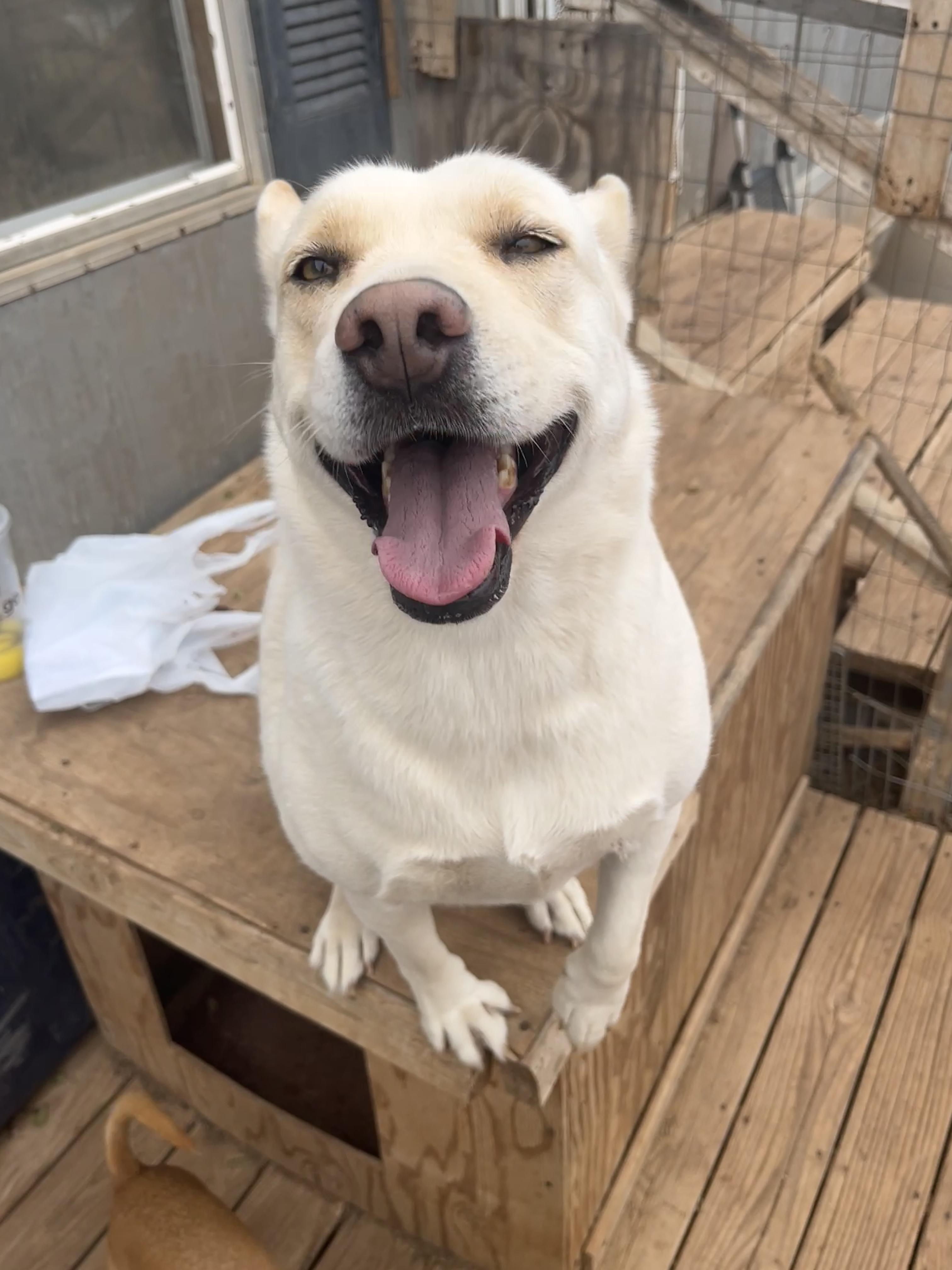 Bianca, a Adoptable German Shepherd Dog in Levelland, TX image 1/5