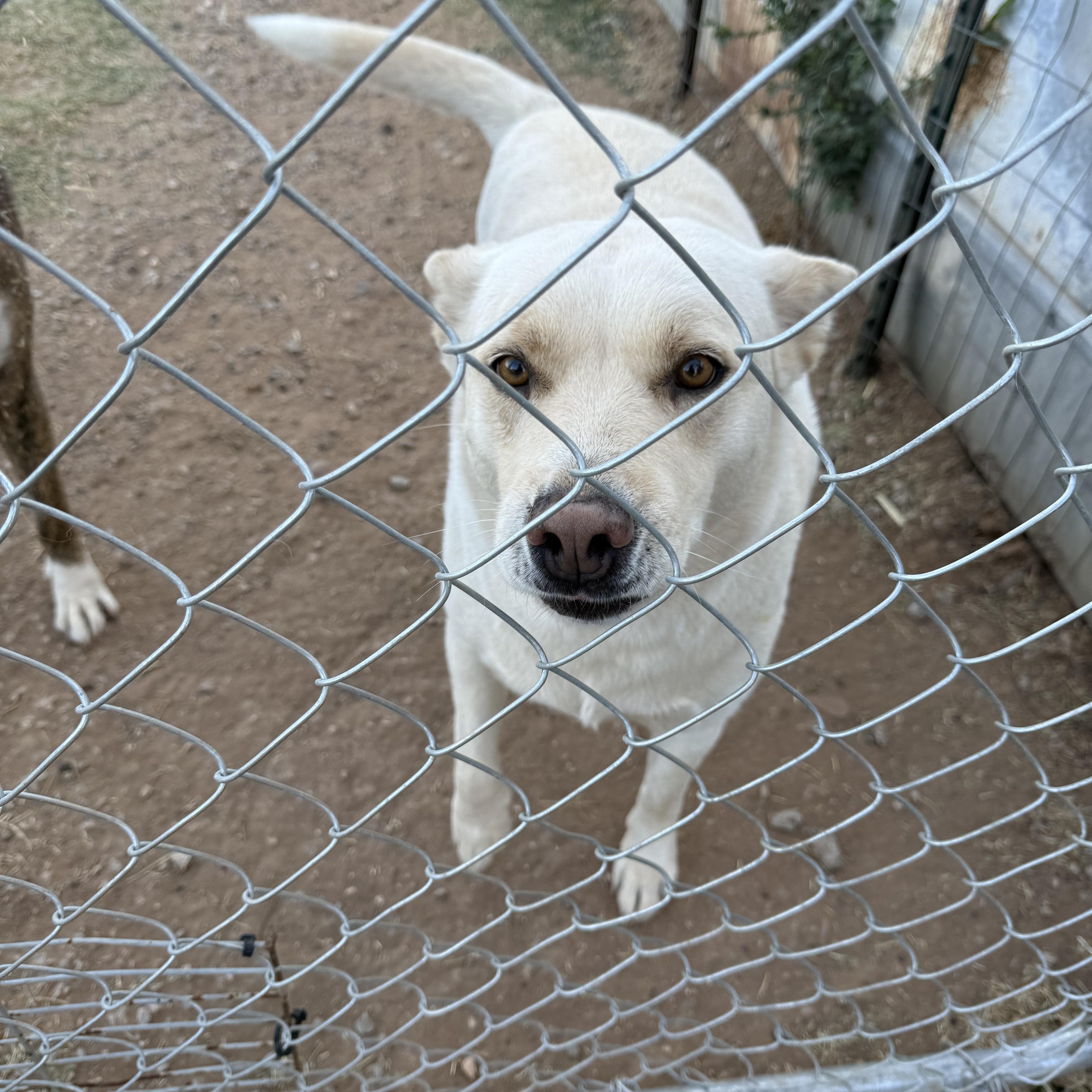 Bianca, a Adoptable German Shepherd Dog in Levelland, TX image 3/5