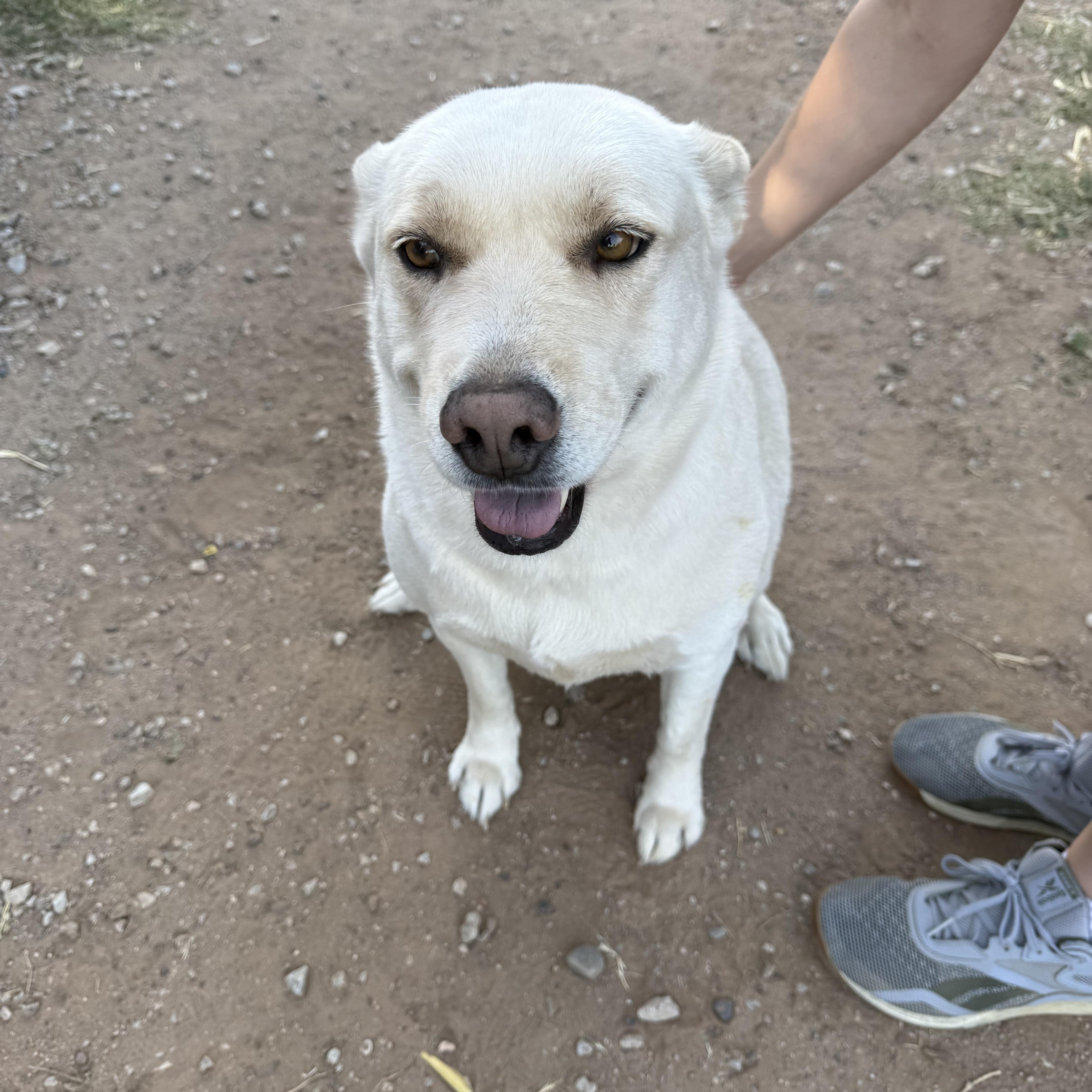 Bianca, a Adoptable German Shepherd Dog in Levelland, TX image 4/5