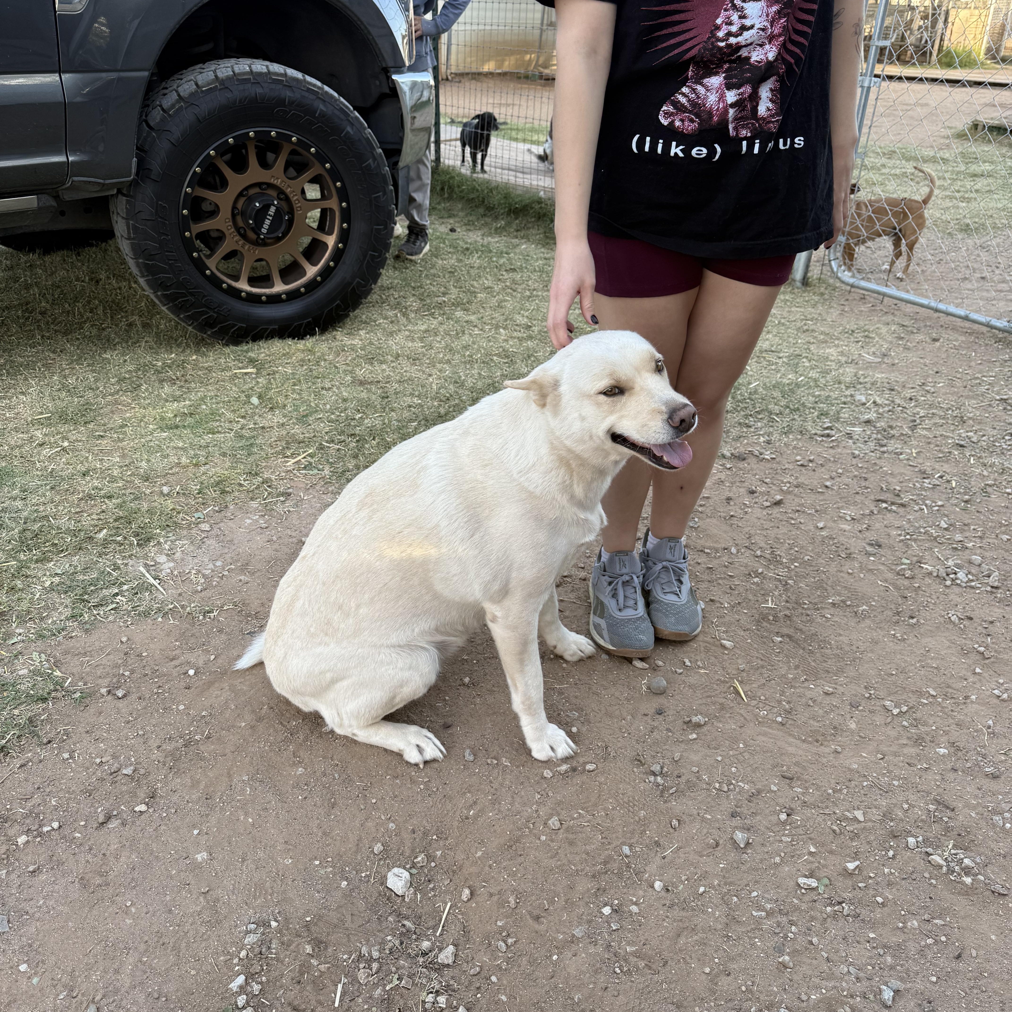 Bianca, a Adoptable German Shepherd Dog in Levelland, TX image 5/5