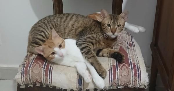 Ausar, Adoptable, Young Female Egyptian Mau & Exotic Shorthair.