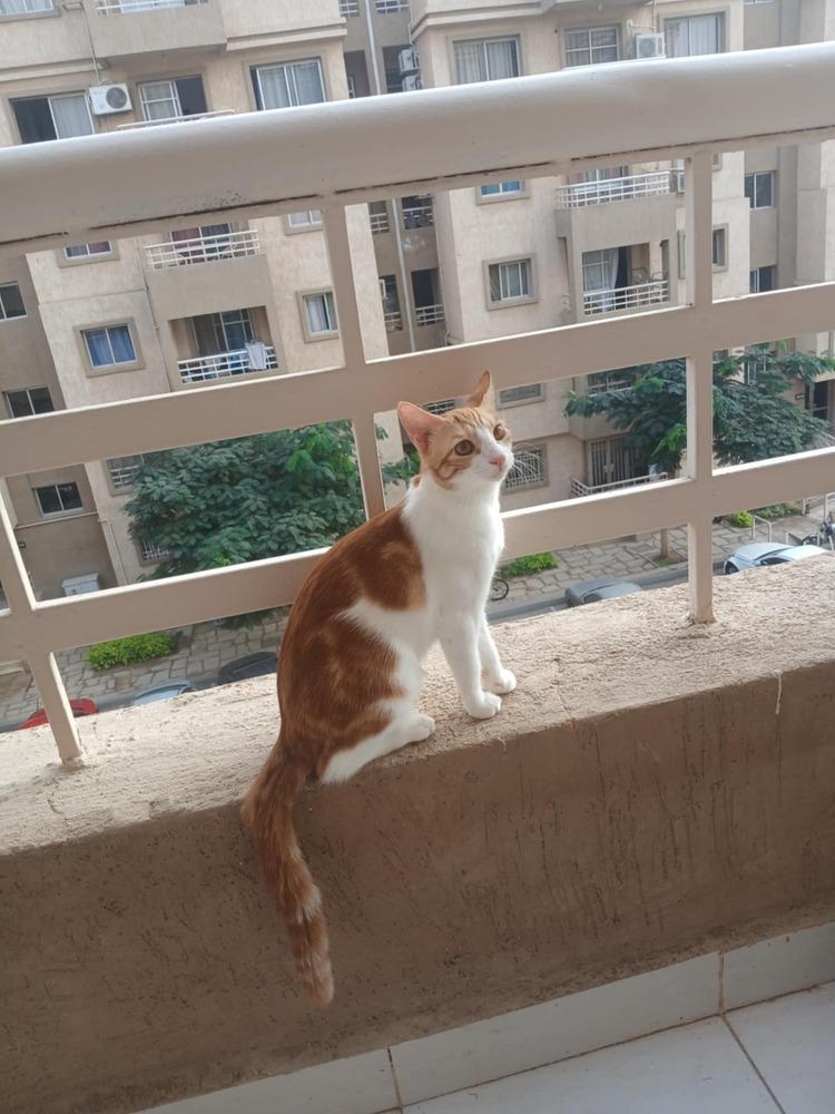 Ausar, Adoptable, Young Female Egyptian Mau & Exotic Shorthair.