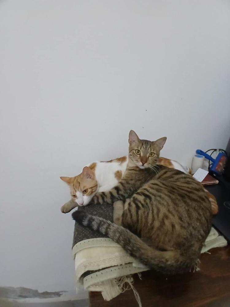 Enlarge Ausar, a Adoptable mixed breed in WOLCOTT, CT image 2/6