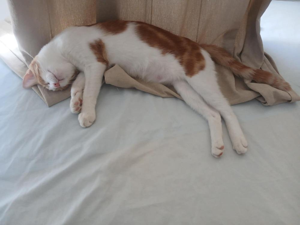 Enlarge Ausar, a Adoptable mixed breed in WOLCOTT, CT image 4/6