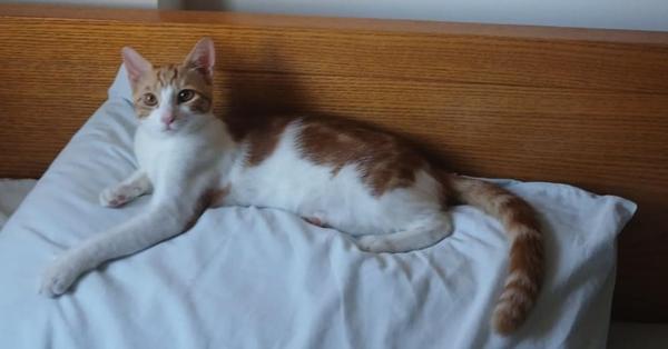 Enlarge Ausar, a Adoptable mixed breed in WOLCOTT, CT image 5/6