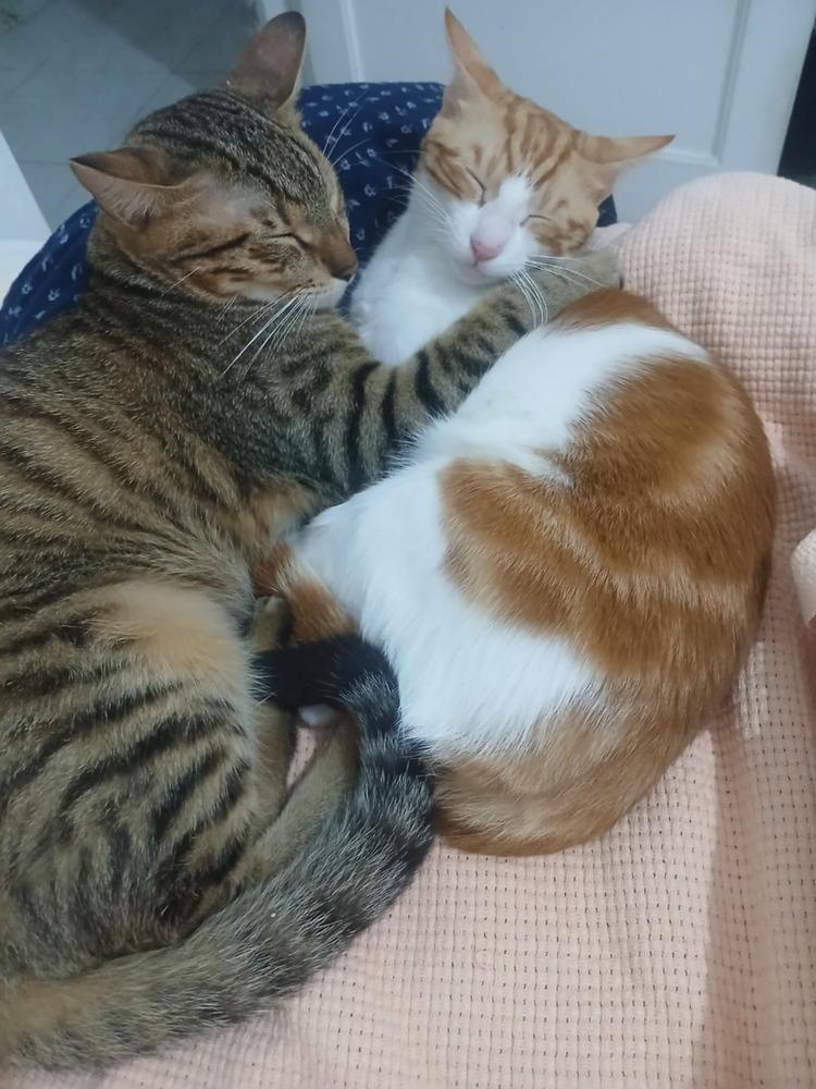 Enlarge Ausar, a Adoptable mixed breed in WOLCOTT, CT image 6/6