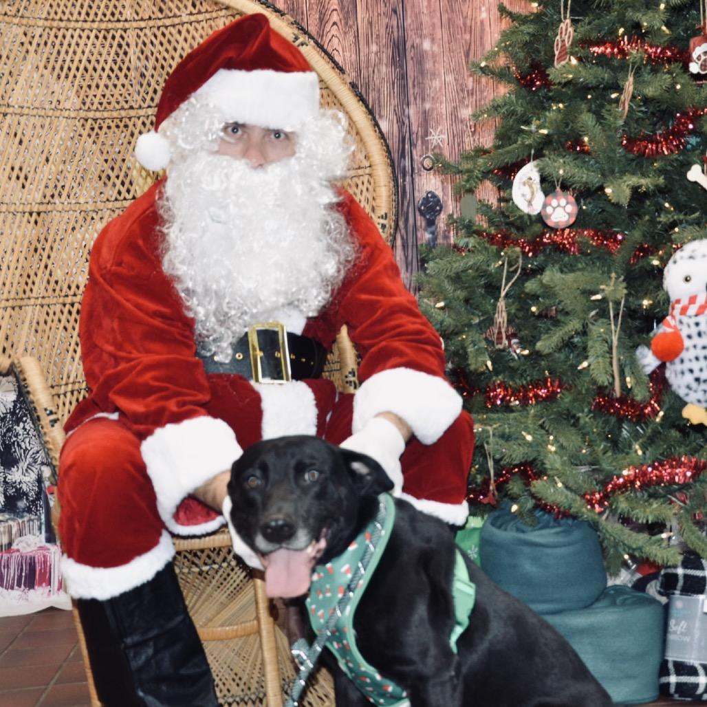 Norman, Adoptable, Adult Male Mixed Breed.