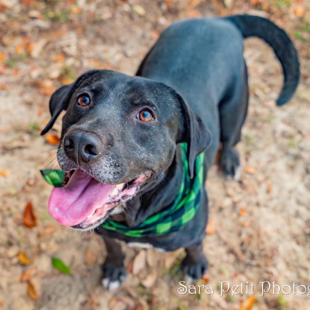 Norman, a Adoptable Mixed Breed in Milton, FL image 1/6