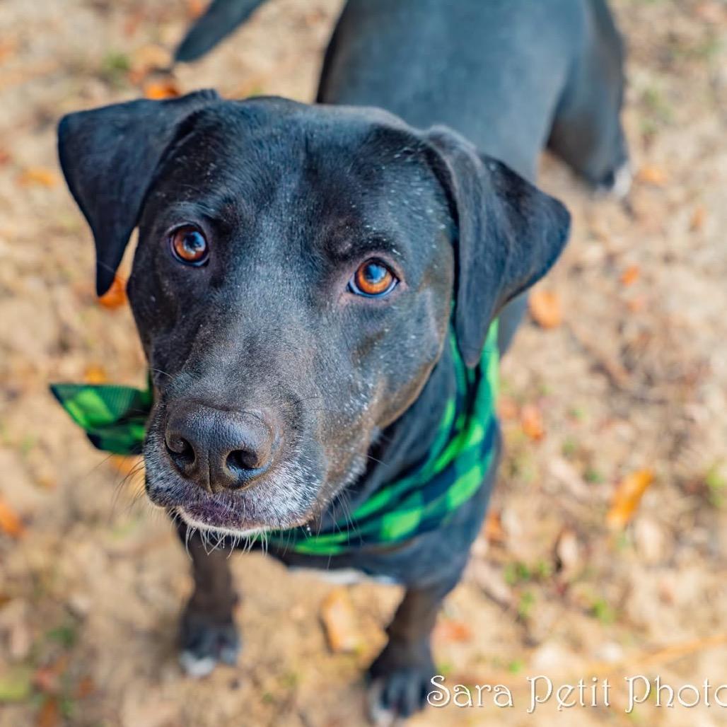 Norman, a Adoptable Mixed Breed in Milton, FL image 2/6