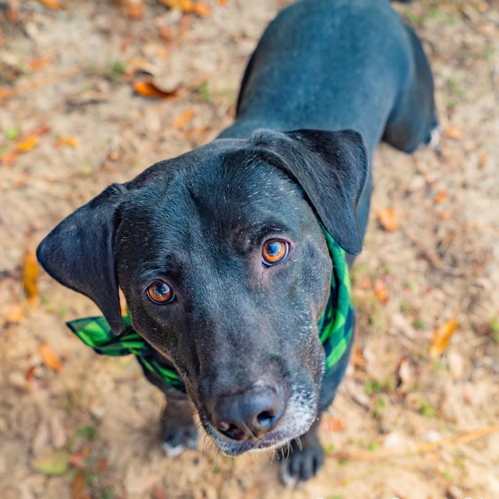 Norman, a Adoptable Mixed Breed in Milton, FL image 3/6