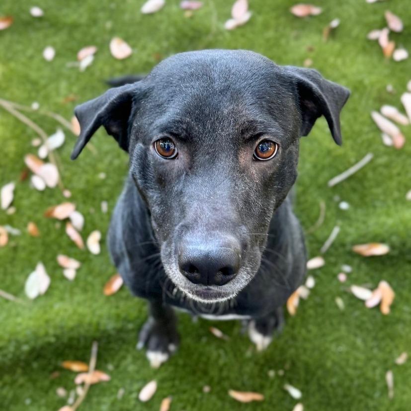 Norman, a Adoptable Mixed Breed in Milton, FL image 4/6