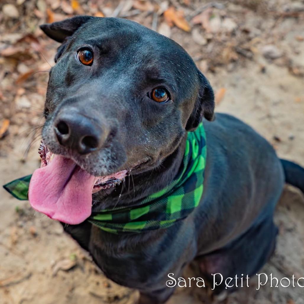 Norman, a Adoptable Mixed Breed in Milton, FL image 5/6