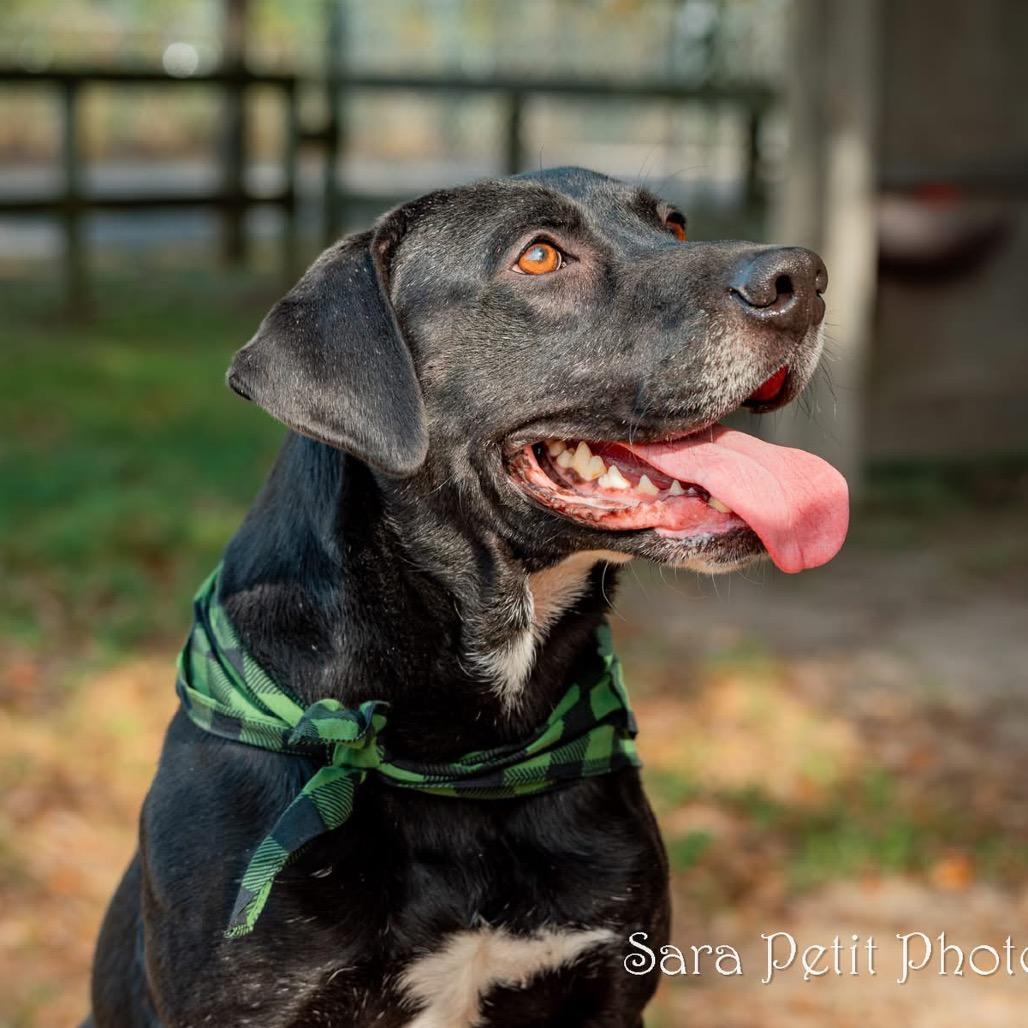 Norman, a Adoptable Mixed Breed in Milton, FL image 6/6
