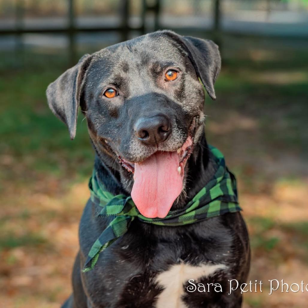 Enlarge Norman, a Adoptable Mixed Breed in Milton, FL image 6/6