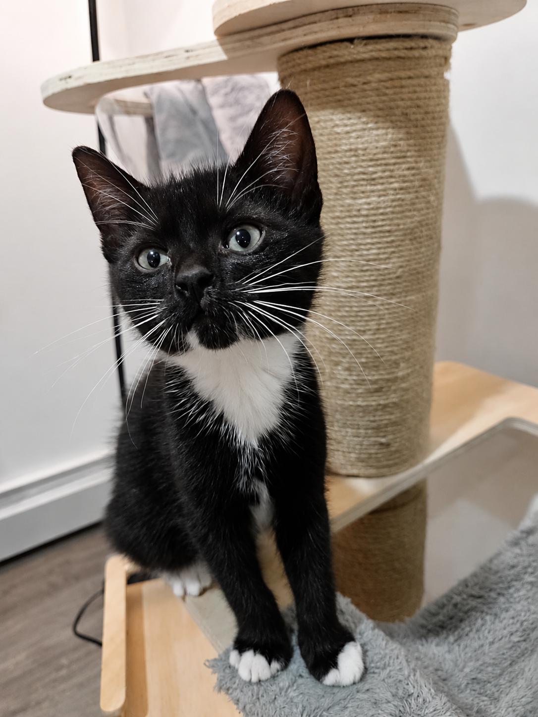 Victoria & Savannah, Adoptable, Kitten Female Domestic Short Hair.