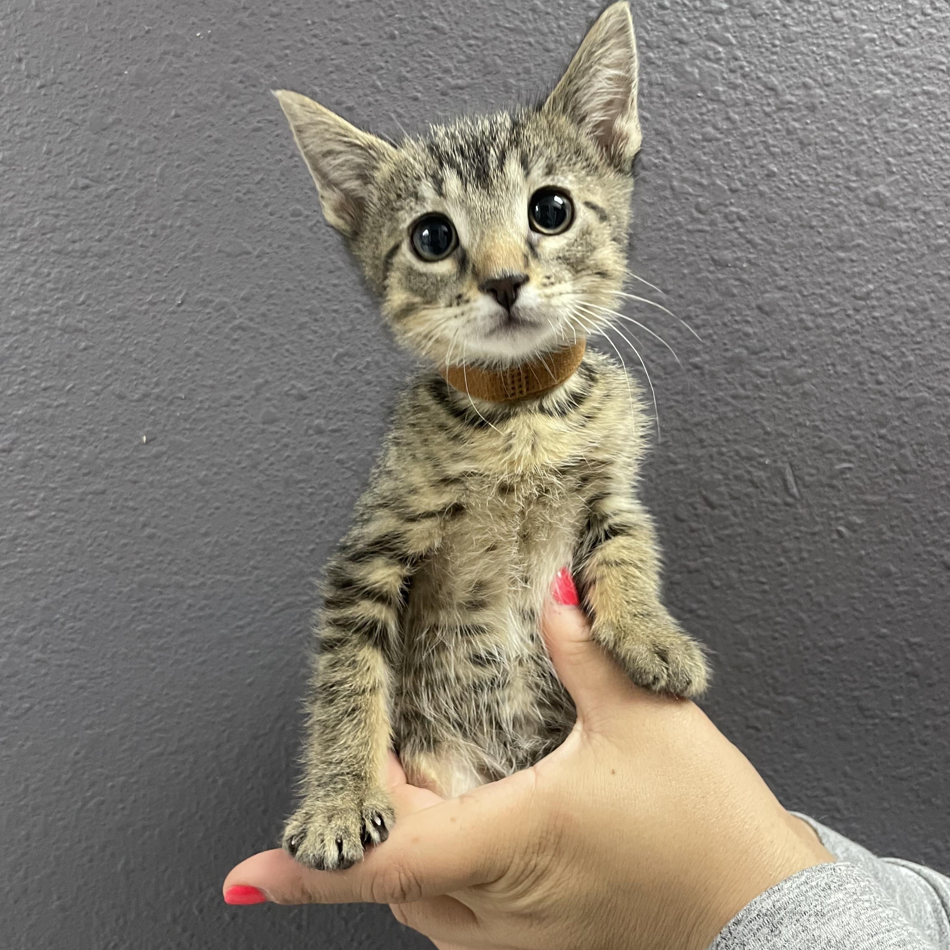 Diet Root Beer, Adoptable, Kitten Male Domestic Short Hair.