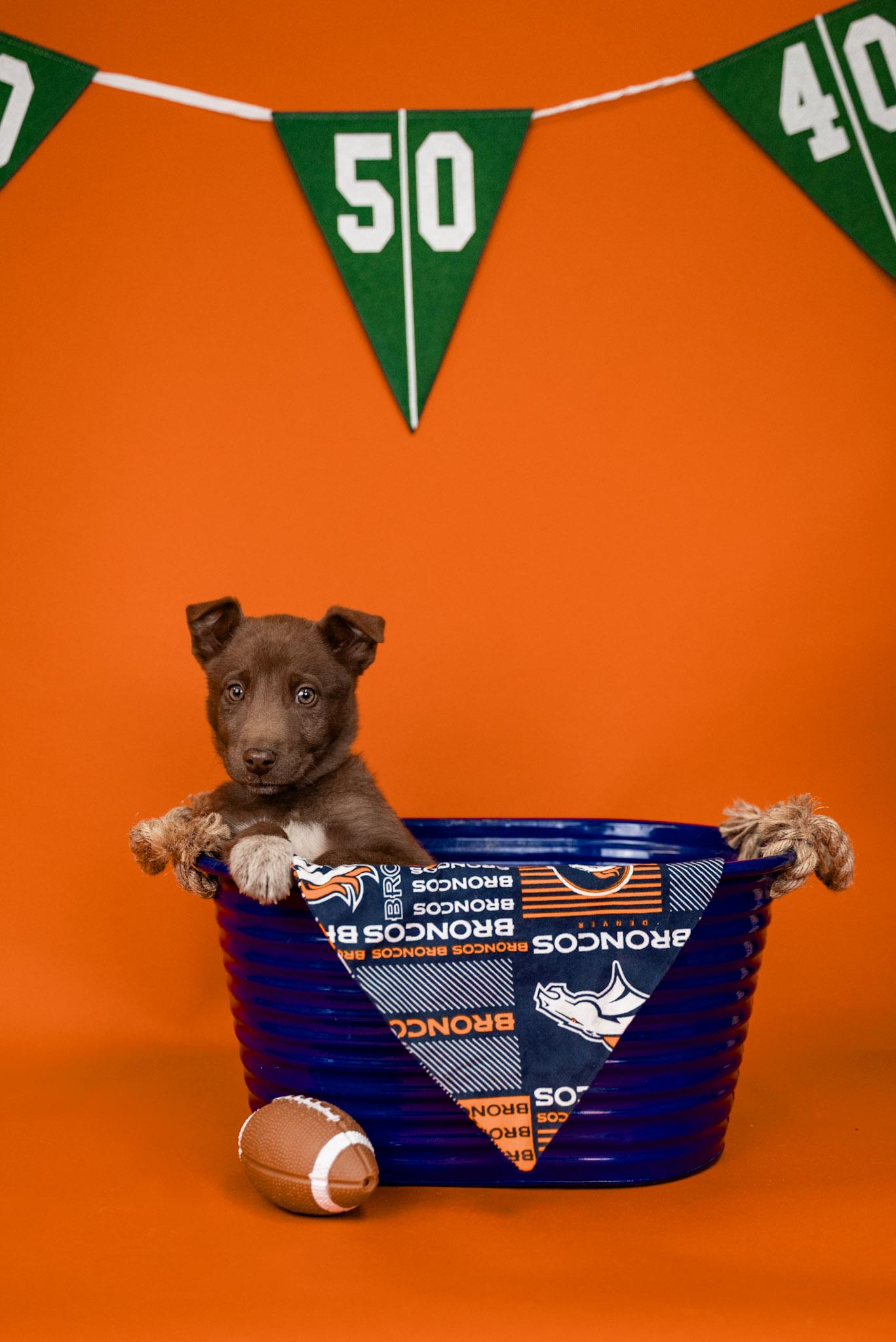 45-26, ADOPTABLE, Young Male Husky.