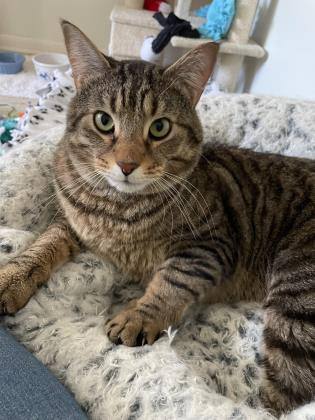 Abullah (Louie)