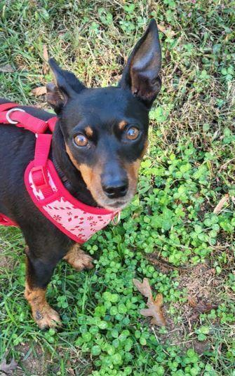 Bravo, Adoptable, Adult Male Miniature Pinscher.