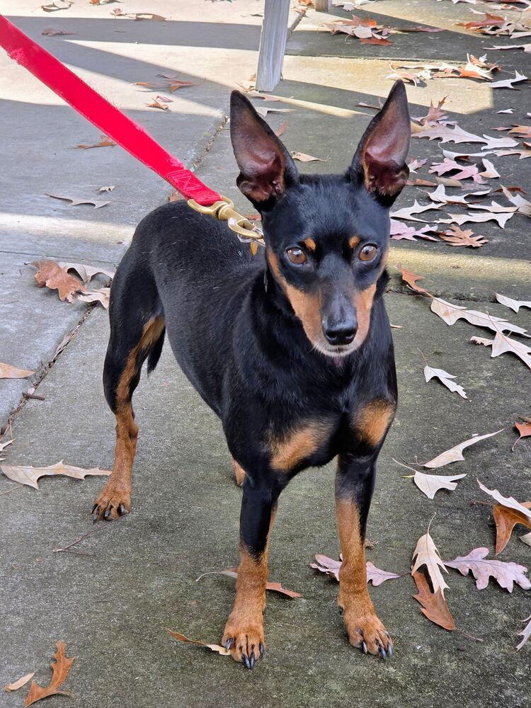 Bravo, a Adoptable Miniature Pinscher in Mocksville, NC image 2/3
