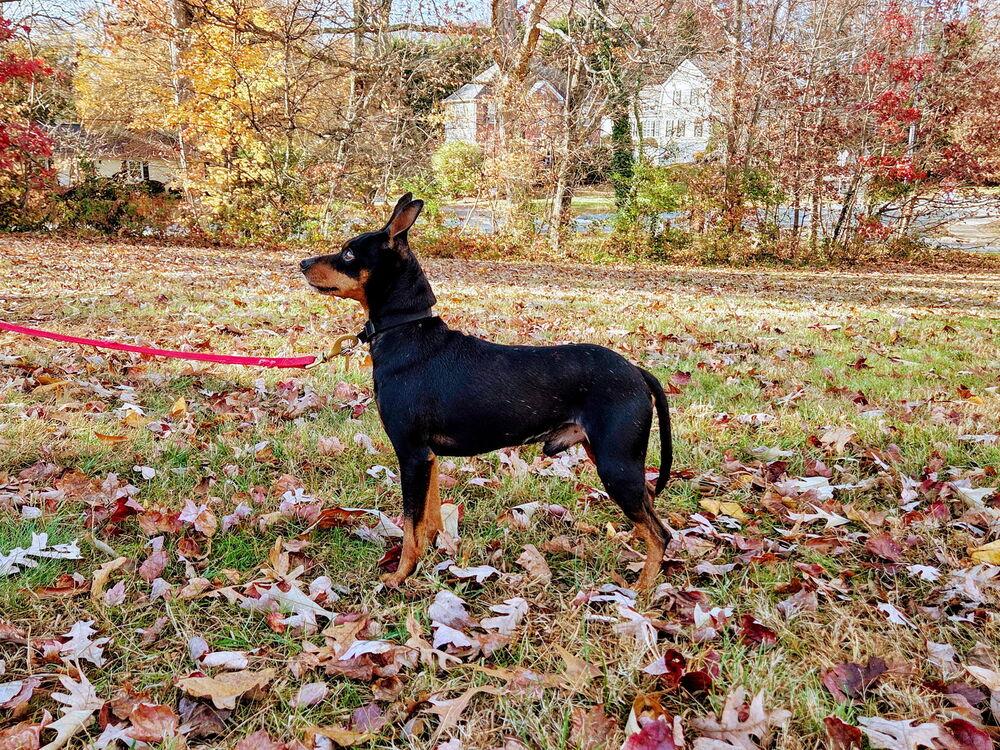 Bravo, a Adoptable Miniature Pinscher in Mocksville, NC image 3/3