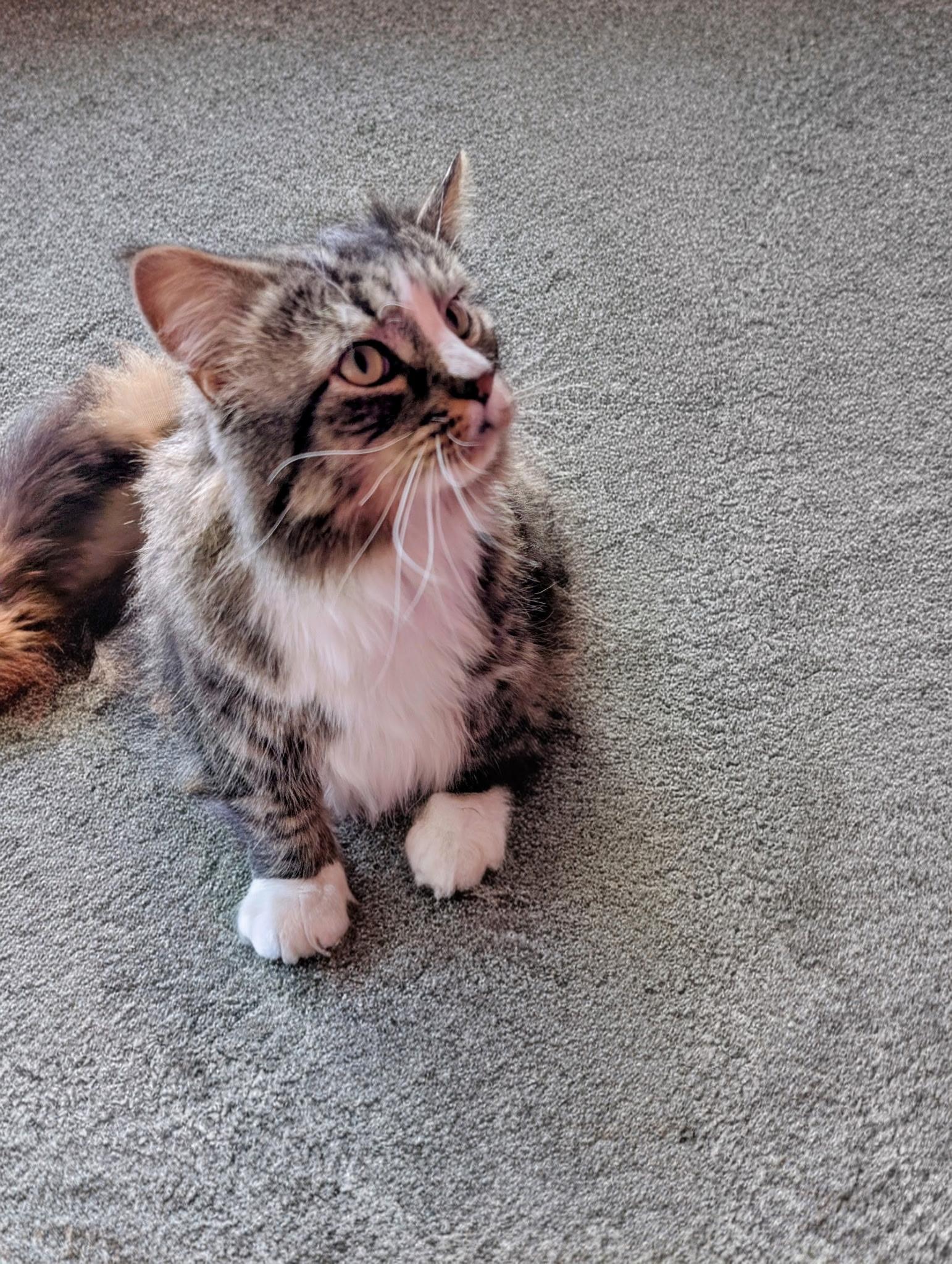 Enlarge Catundra (Courtesy Post), a Adoptable Norwegian Forest Cat in Talbott, TN image 2/4