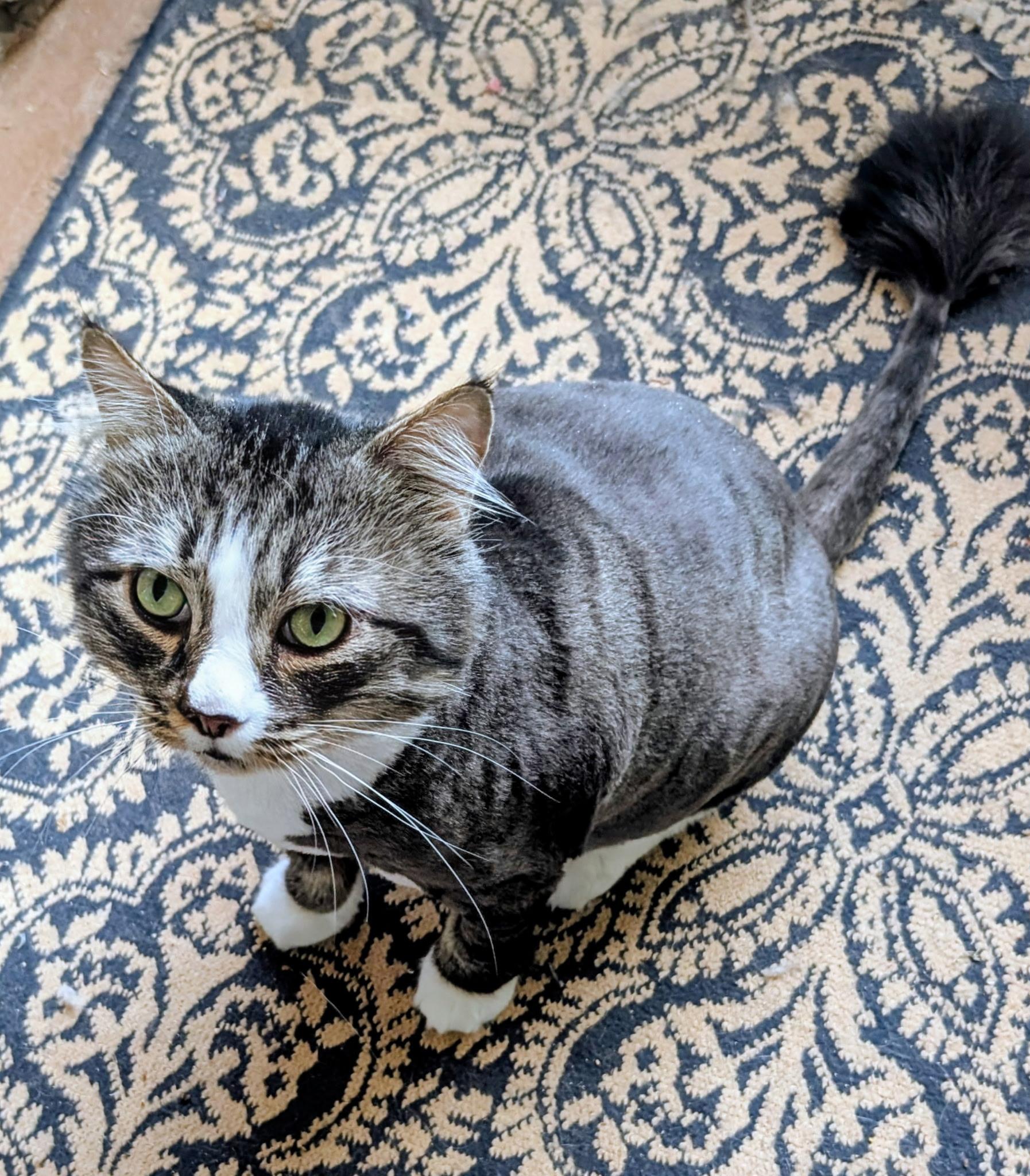 Enlarge Catundra (Courtesy Post), a Adoptable Norwegian Forest Cat in Talbott, TN image 3/4