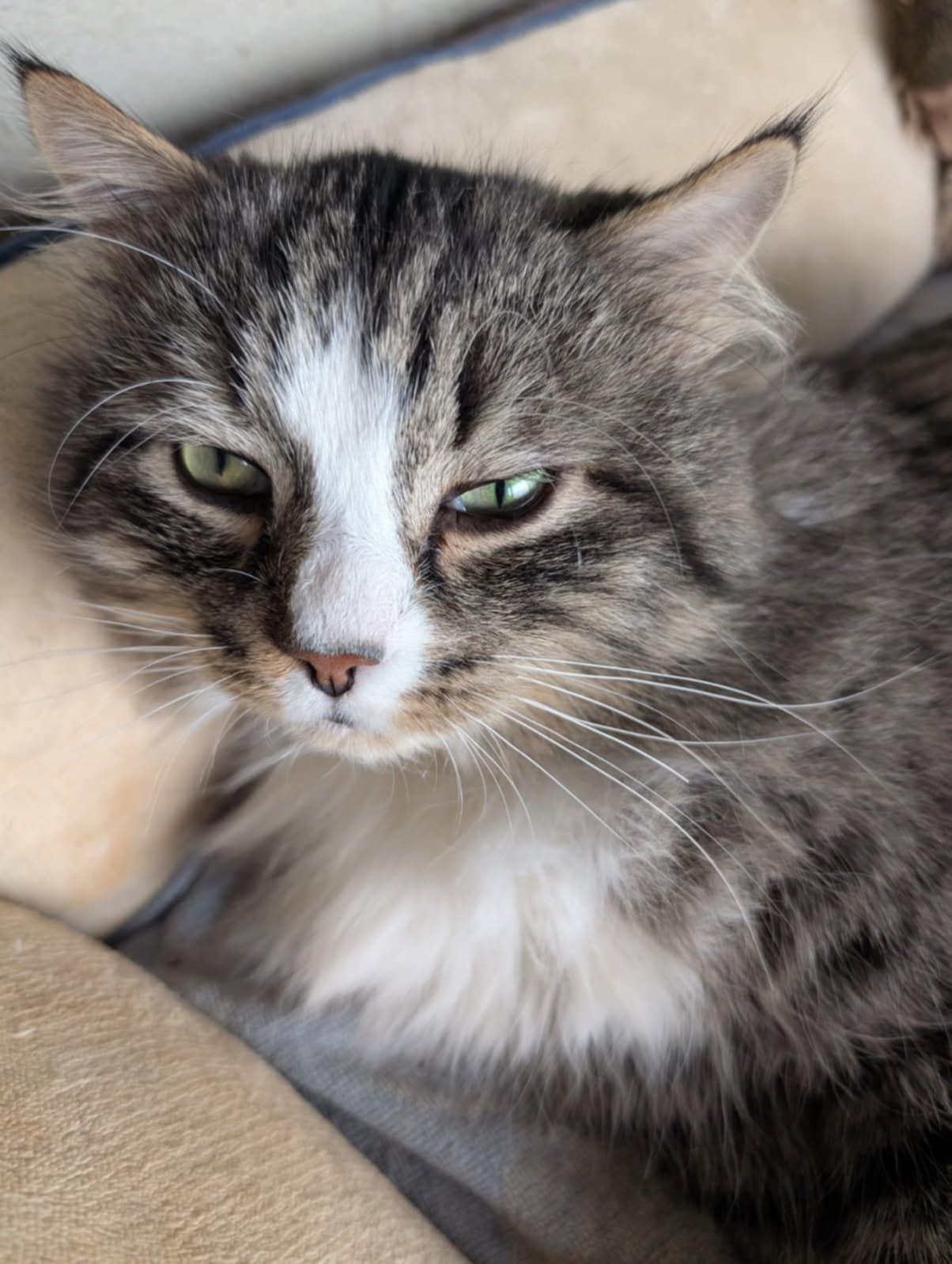 Enlarge Catundra (Courtesy Post), a Adoptable Norwegian Forest Cat in Talbott, TN image 4/4
