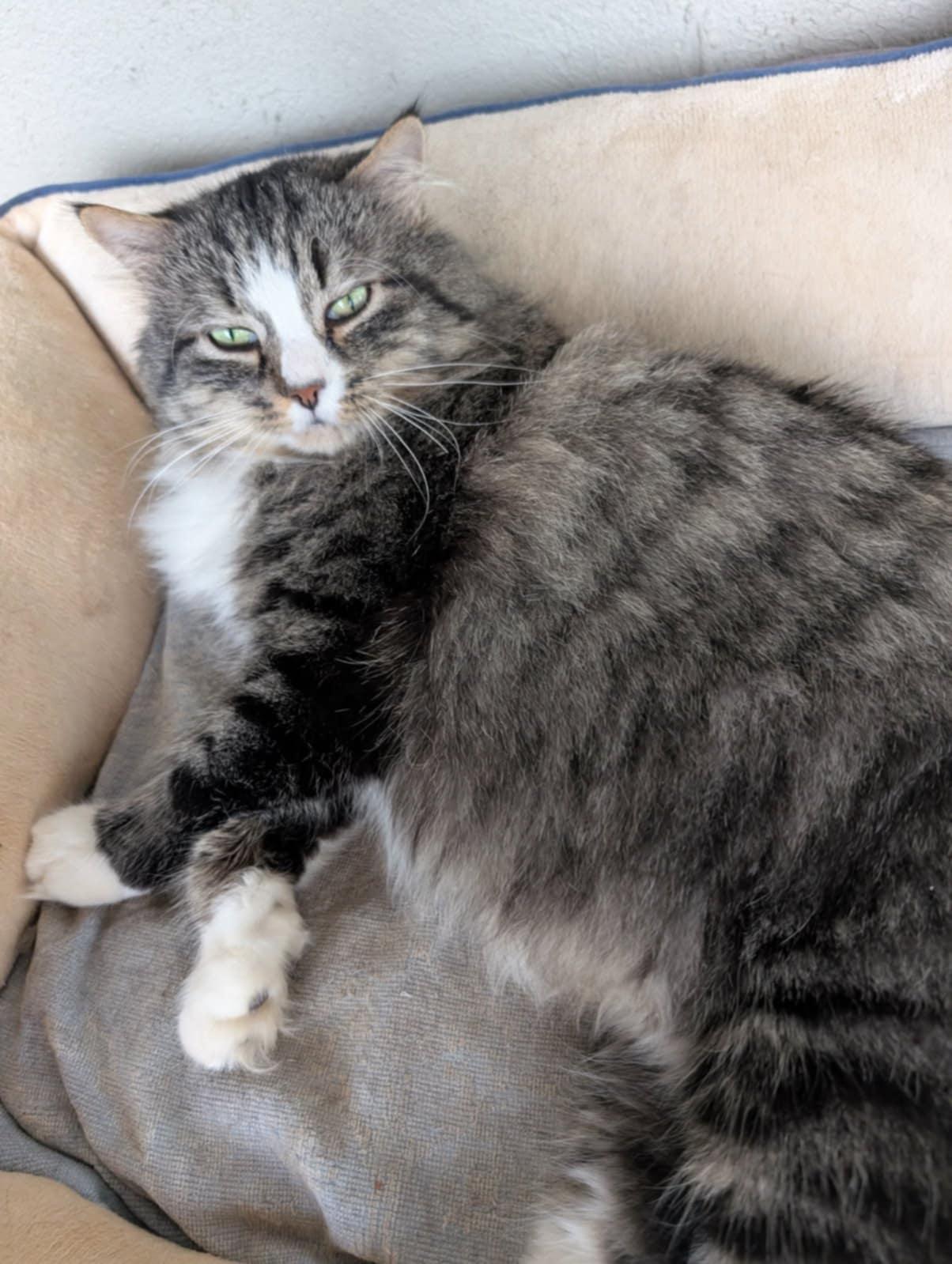 Catundra (Courtesy Post), Adoptable, Adult Male Norwegian Forest Cat.