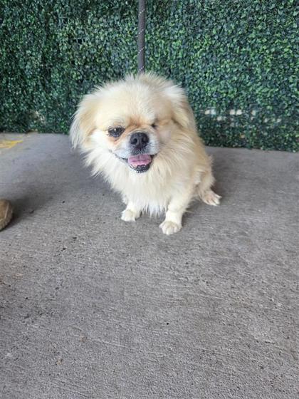 61949663, Adoptable, Adult Male Pekingese & Mixed Breed.