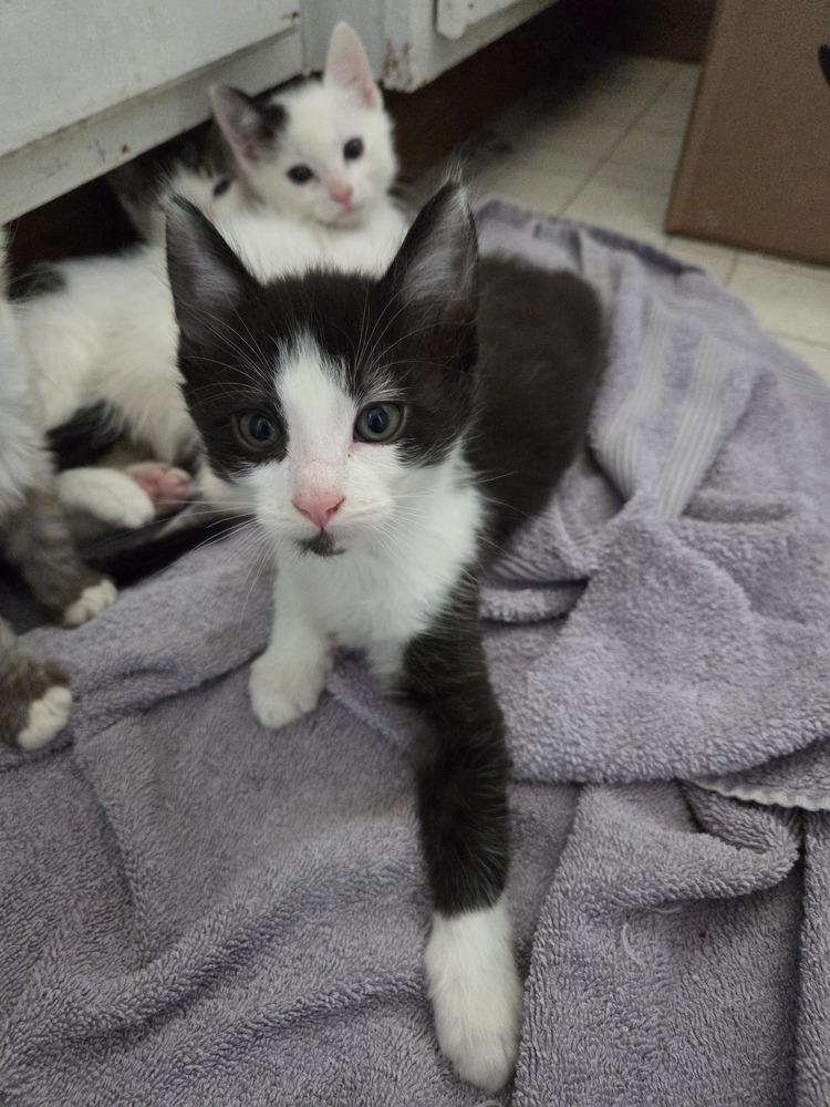 Cubby, Adoptable, Kitten Male Domestic Medium Hair & Domestic Short Hair.