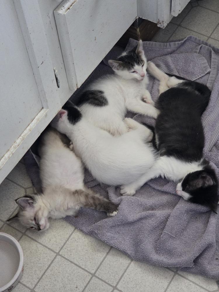 Enlarge Cubby, a Adoptable mixed breed in Moses Lake, WA image 2/6