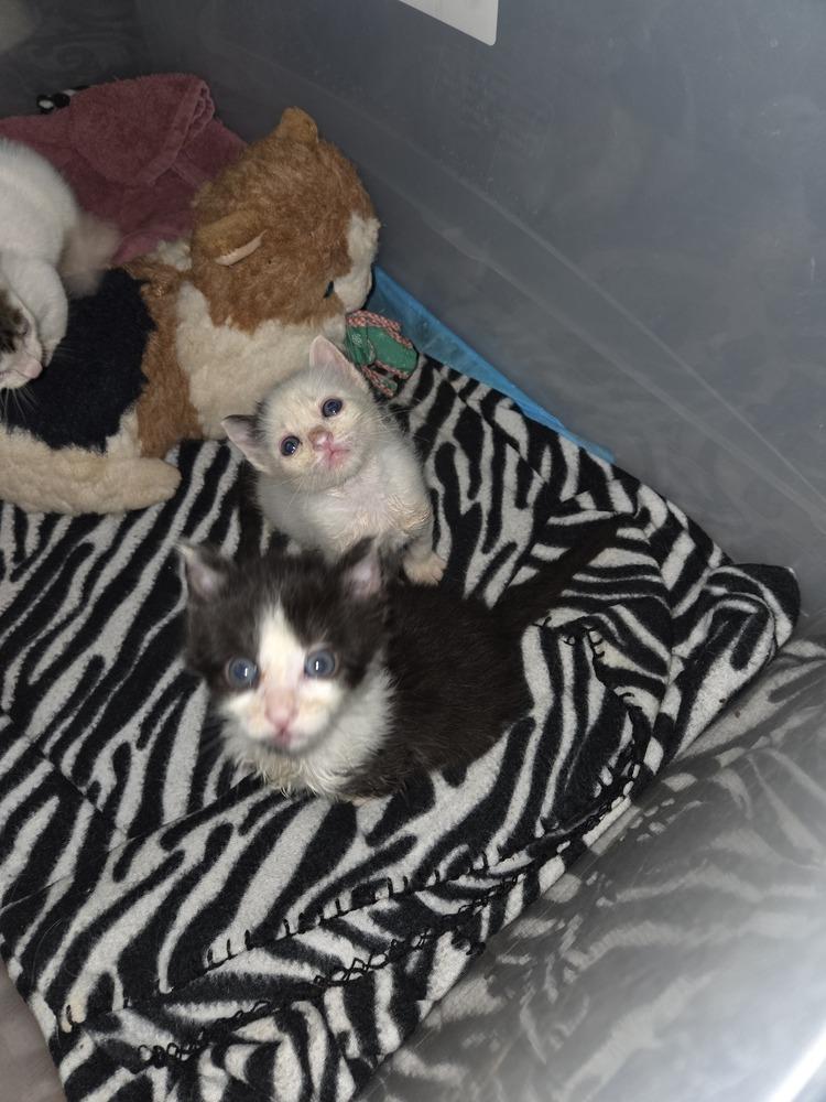 Enlarge Cubby, a Adoptable mixed breed in Moses Lake, WA image 3/6