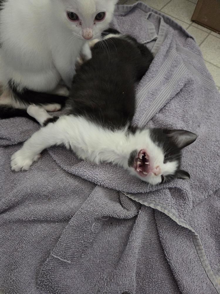 Enlarge Cubby, a Adoptable mixed breed in Moses Lake, WA image 5/6