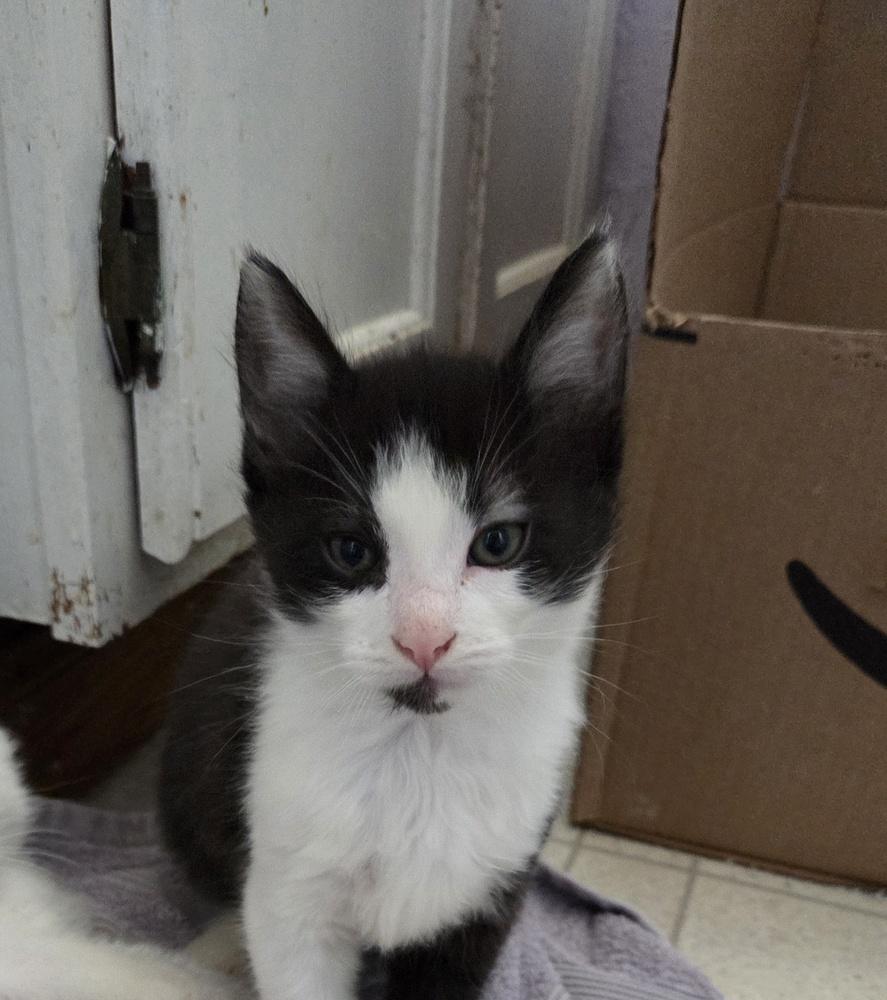 Enlarge Cubby, a Adoptable mixed breed in Moses Lake, WA image 6/6