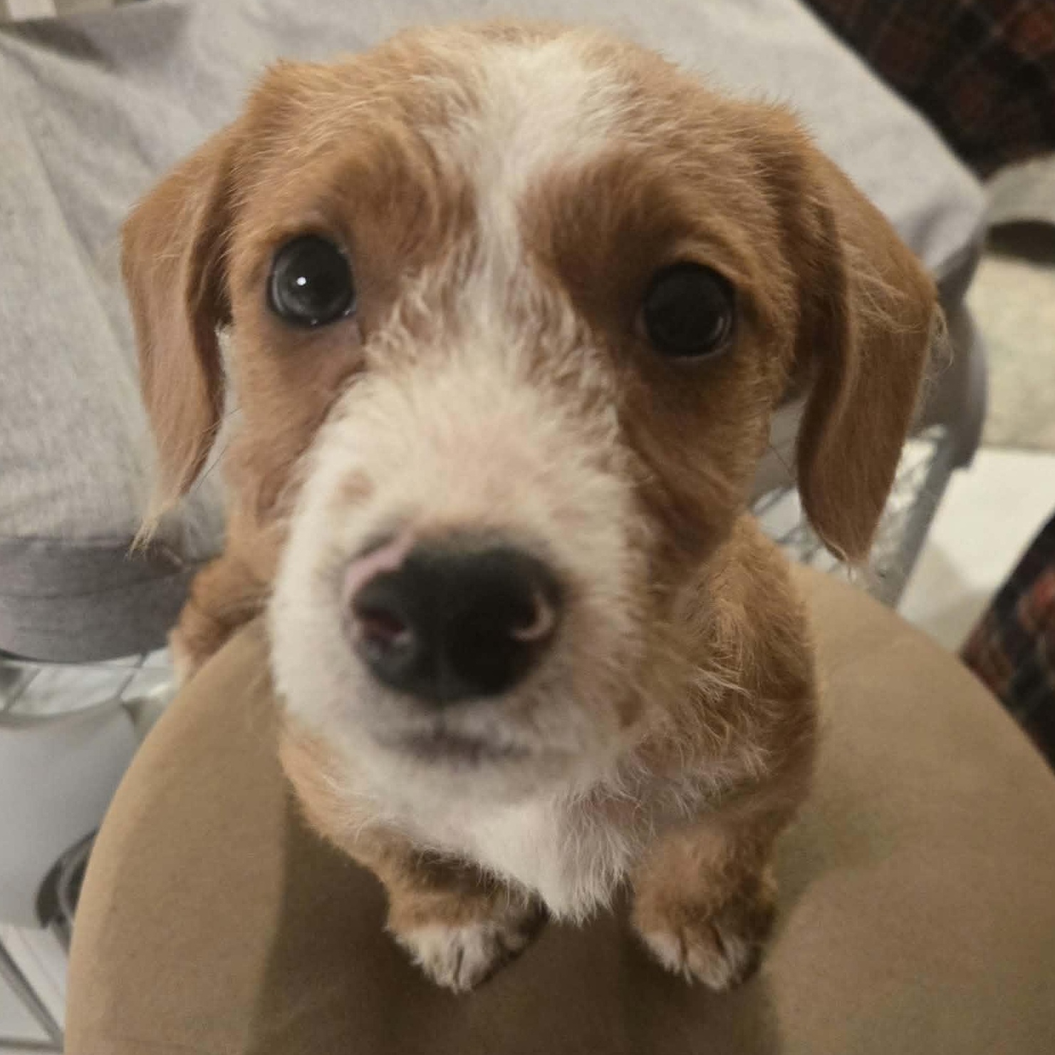 Enlarge Guther, a Adoptable mixed breed in Rochester, NY image 2/6