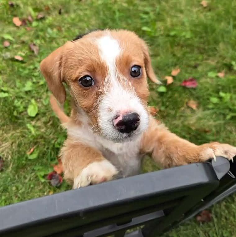 Enlarge Guther, a Adoptable mixed breed in Rochester, NY image 6/6
