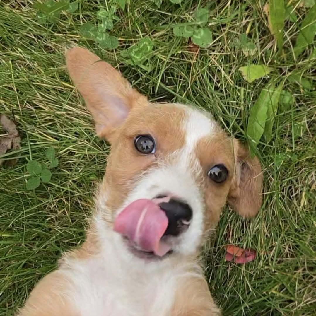 Enlarge Guther, a Adoptable mixed breed in Rochester, NY image 5/6